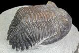 Bargain, Hollardops Trilobite - Visible Eye Facets #84654-5